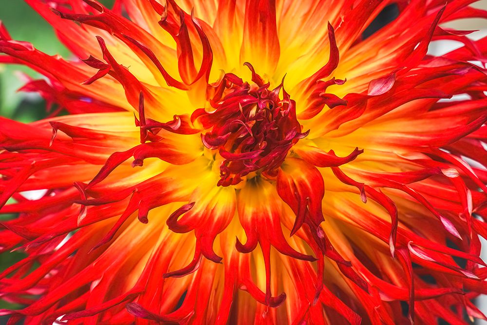 Sandia Comanche blossom, Washington State, Usa. Plant grown from tubers and can be 6 feet tall. art print by William Perry for $57.95 CAD