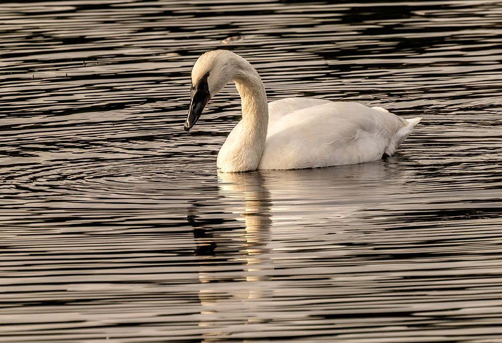 White trumpeter swan, Juanita Bay Park, Washington State, Usa. Kirkland. art print by William Perry for $57.95 CAD