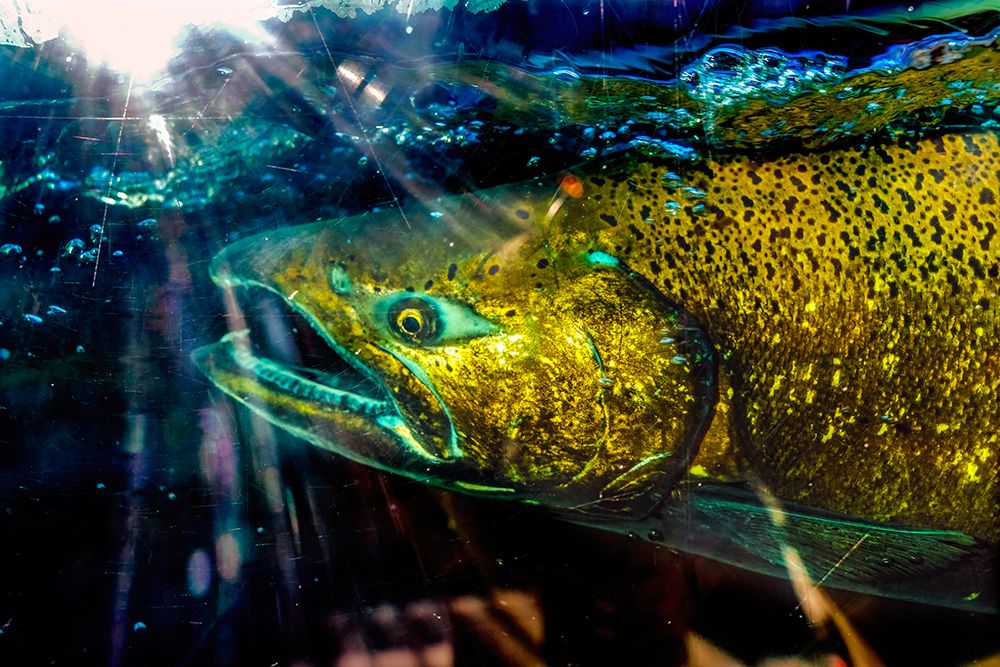 Chinook salmon, Issaquah Hatchery, Washington. Salmon swim up the Issaquah creek to the Hatchery. art print by William Perry for $57.95 CAD
