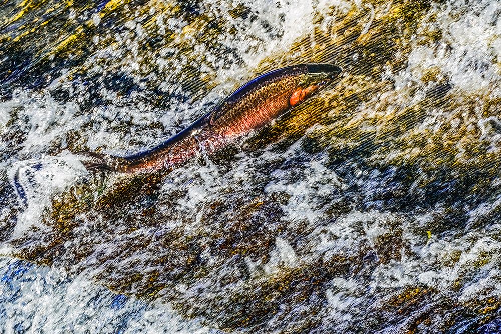 Colorful pink salmon jumping dam, Issaquah Creek, Washington State, Usa. art print by William Perry for $57.95 CAD