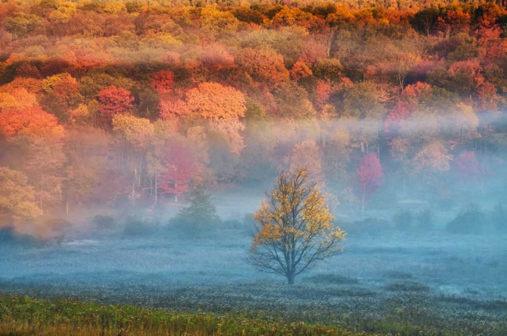 WV, Davis Misty valley and forest in Autumn art print by Jay OBrien for $57.95 CAD