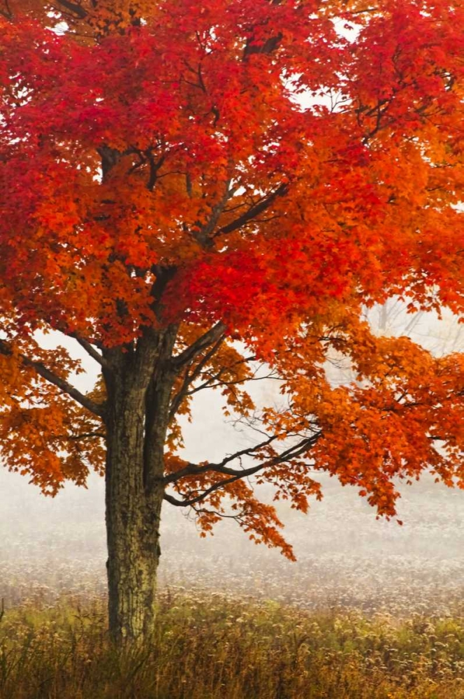 West Virginia, Davis Red maple in autumn color art print by Jay OBrien for $57.95 CAD