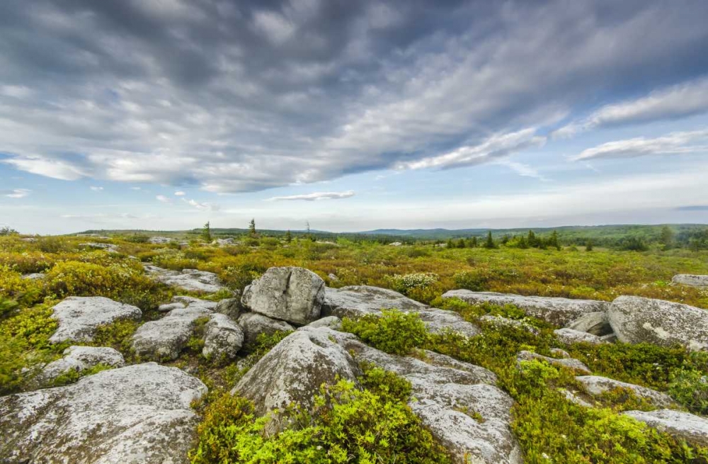 WV, Landscape in Dolly Sods Wilderness Area art print by Jay OBrien for $57.95 CAD