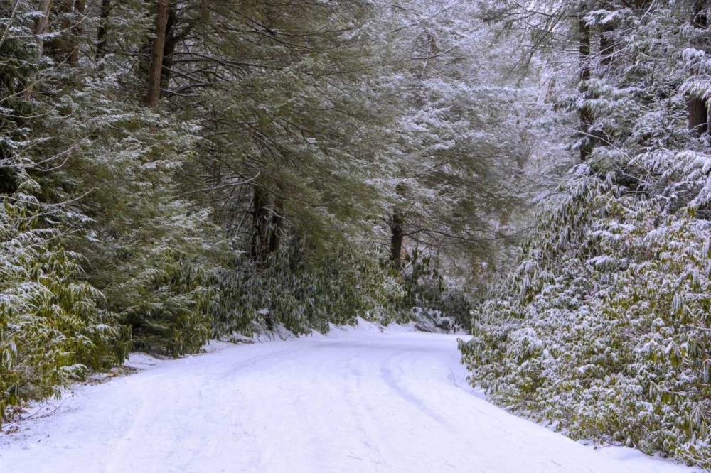 WV, Blackwater Falls Snowy road through forest art print by Jay OBrien for $57.95 CAD