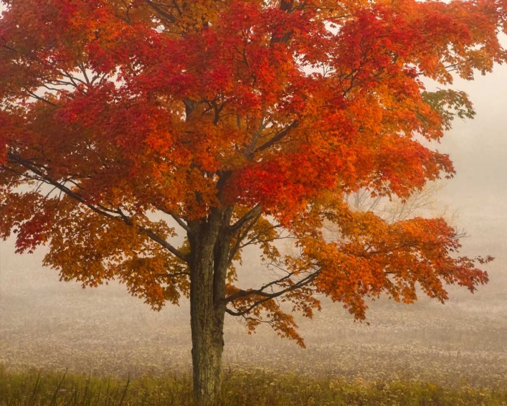 West Virginia, Canaan Valley SP Tree in autumn art print by Jay OBrien for $57.95 CAD