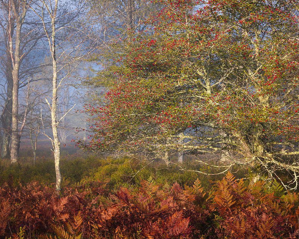 USA-West Virginia-Davis Autumn colors in forest art print by Jaynes Gallery for $57.95 CAD