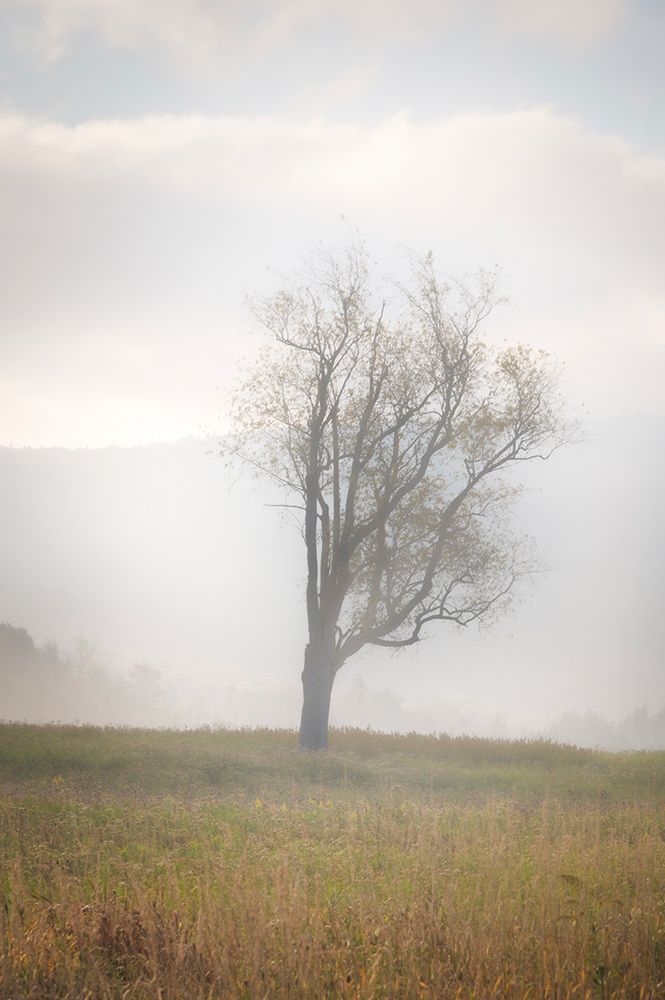 USA-West Virginia-Davis Lone tree in foggy field art print by Jaynes Gallery for $57.95 CAD