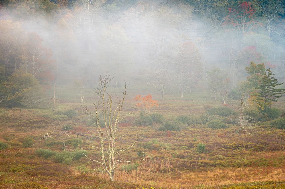 USA-West Virginia-Davis Foggy forest in fall colors art print by Jaynes Gallery for $57.95 CAD