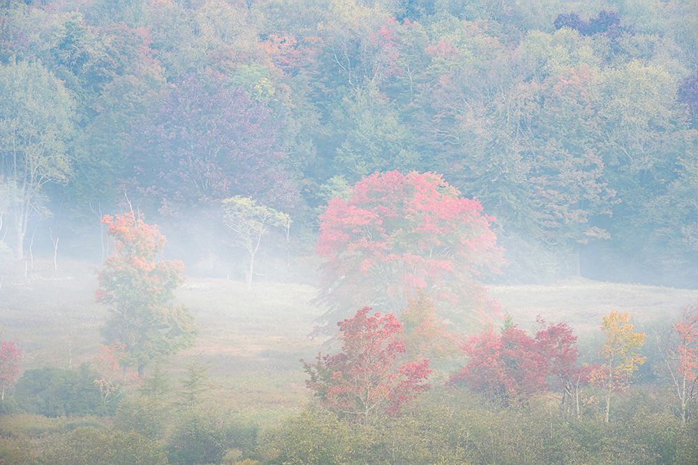 USA-West Virginia-Davis Foggy forest in fall colors art print by Jaynes Gallery for $57.95 CAD