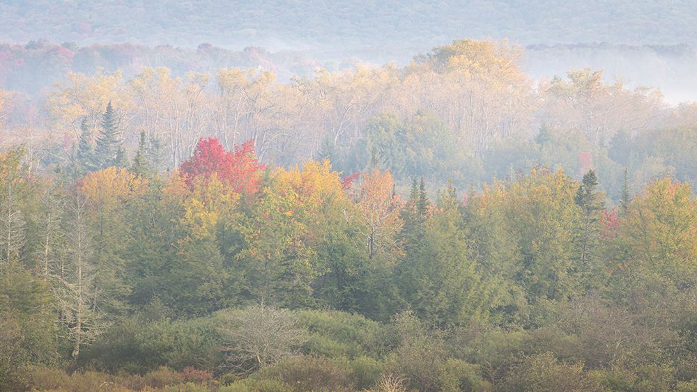 USA-West Virginia-Davis Foggy forest in fall colors art print by Jaynes Gallery for $57.95 CAD