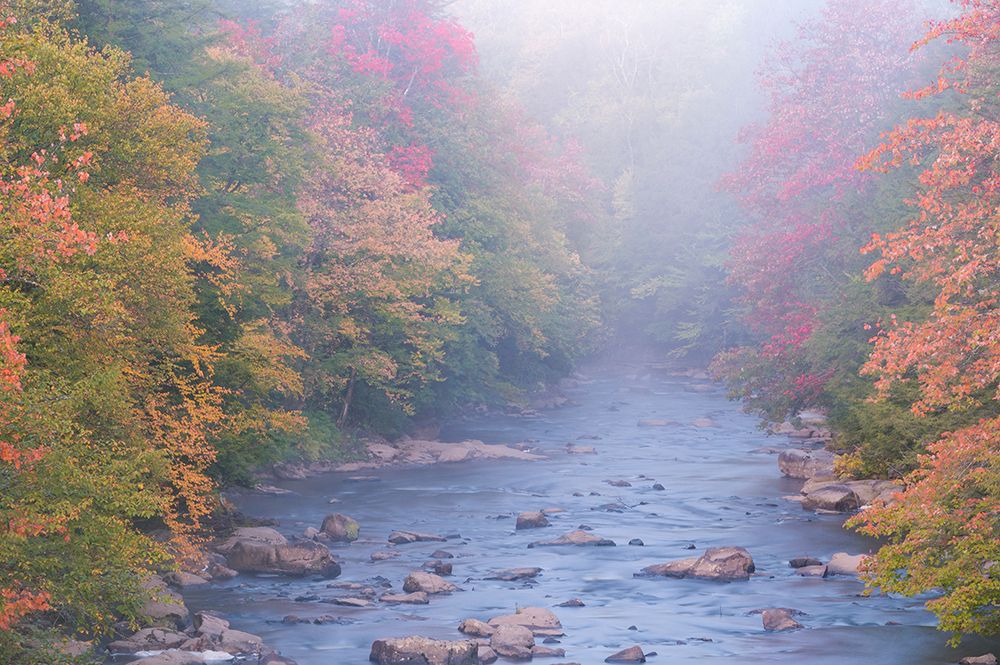USA-West Virginia-Davis Foggy stream in Blackwater State Park art print by Jaynes Gallery for $57.95 CAD