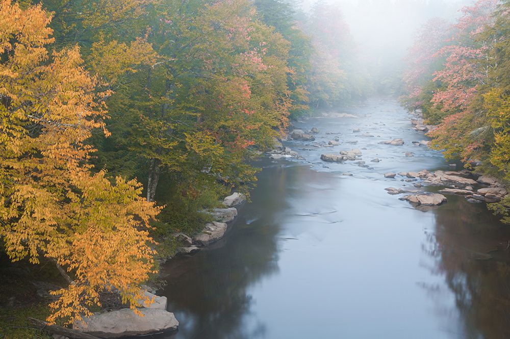 USA-West Virginia-Davis Foggy stream in Blackwater State Park art print by Jaynes Gallery for $57.95 CAD