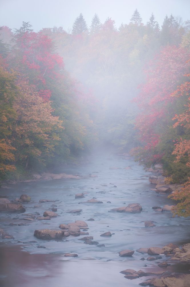 USA-West Virginia-Davis Foggy stream in Blackwater State Park art print by Jaynes Gallery for $57.95 CAD