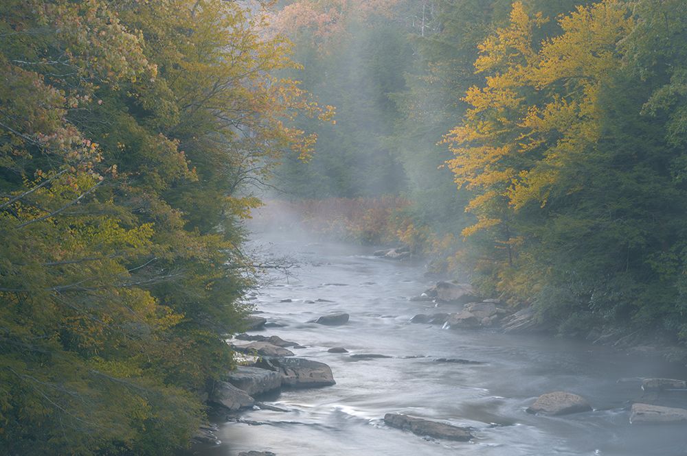 USA-West Virginia-Davis Foggy stream in Blackwater State Park art print by Jaynes Gallery for $57.95 CAD