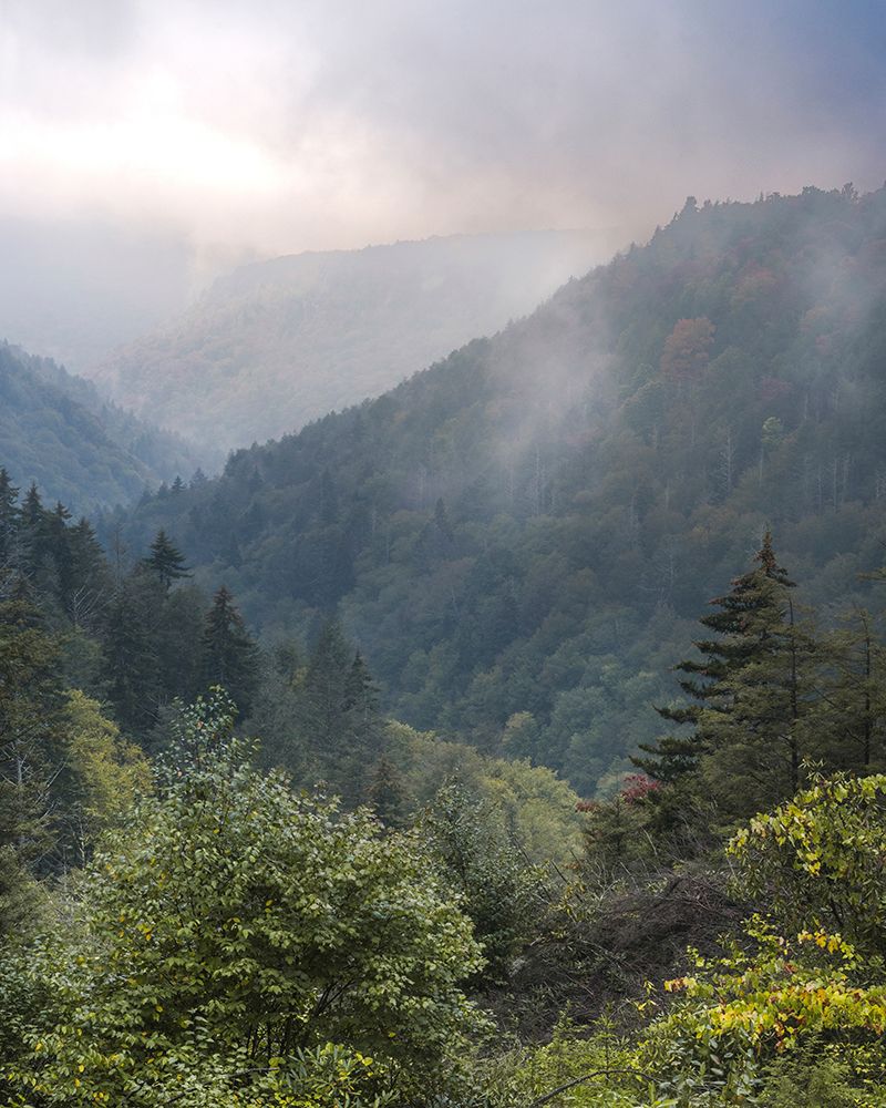 USA-West Virginia-Davis Forested mountain landscape in fog art print by Jaynes Gallery for $57.95 CAD