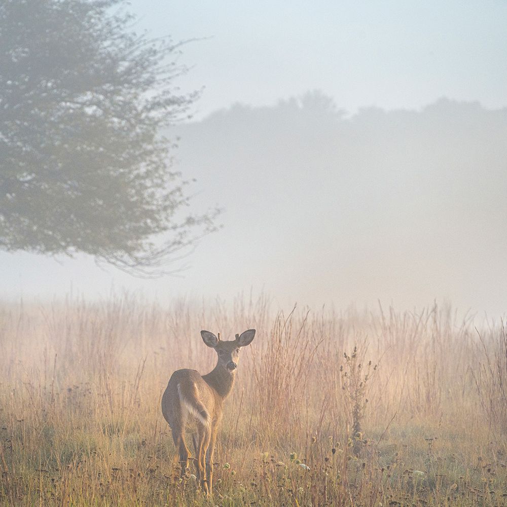 USA-West Virginia-Davis Deer in foggy field art print by Jaynes Gallery for $57.95 CAD
