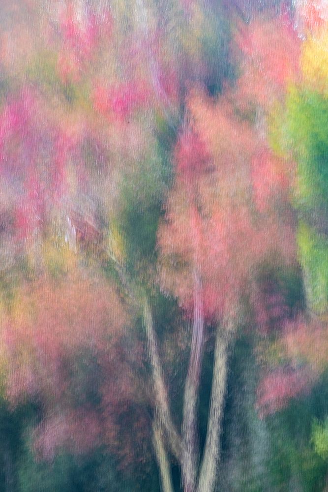 USA-West Virginia-Canaan Valley State Park art print by Jaynes Gallery for $57.95 CAD