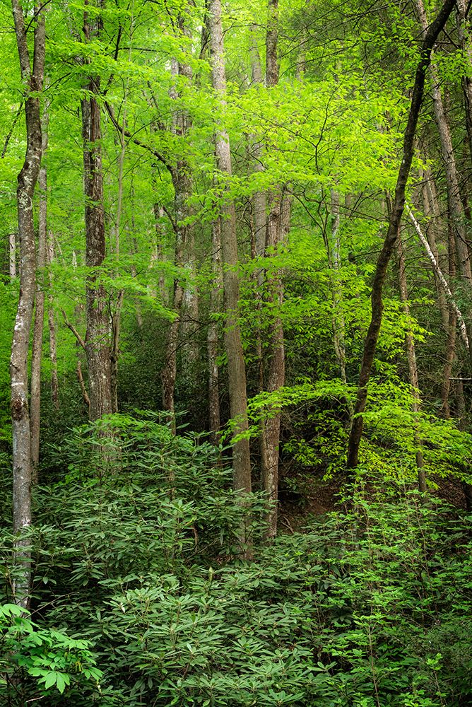 USA-West Virginia-New River Gorge National Park Forest in spring foliage art print by Jaynes Gallery for $57.95 CAD