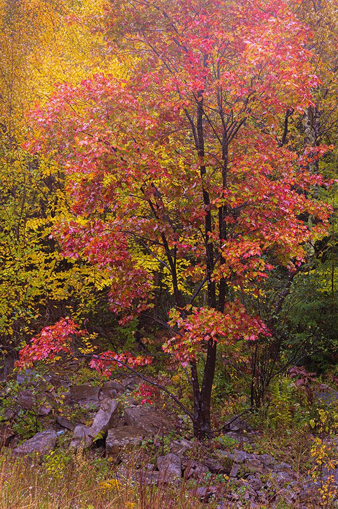 USA-West Virginia-Canaan Valley State Park Trees in autumn foliage art print by Jaynes Gallery for $57.95 CAD