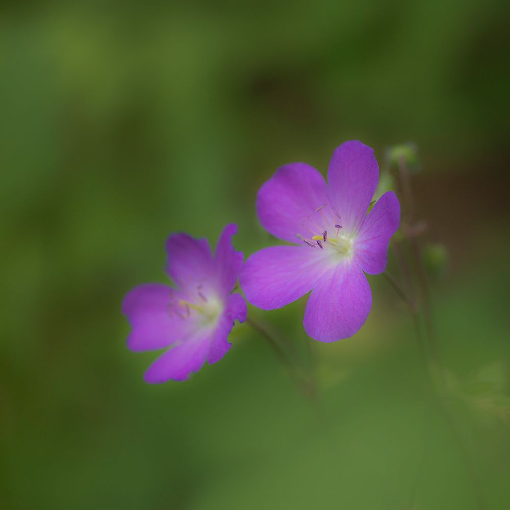 USA-West Virginia-New River Gorge National Park Close-up of geranium flower art print by Jaynes Gallery for $57.95 CAD