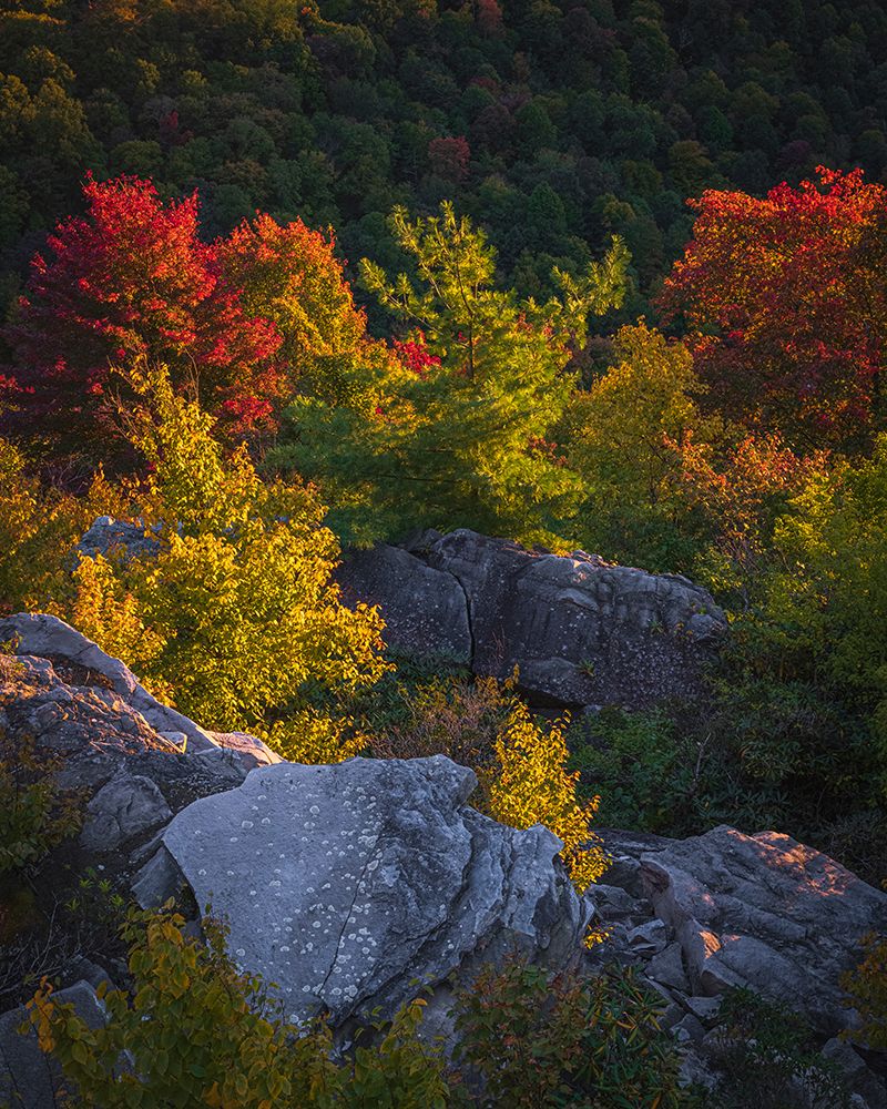 USA-West Virginia-Blackwater Falls State Park Sunset on mountain overlook art print by Jaynes Gallery for $57.95 CAD