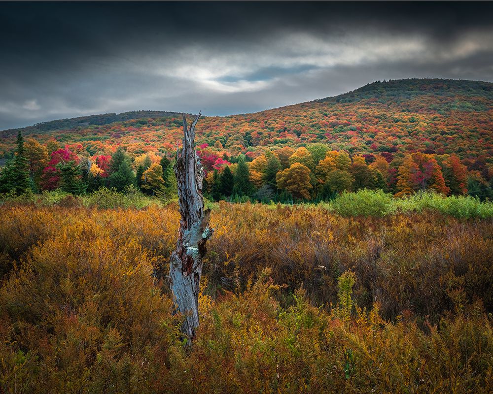 USA-West Virginia-Canaan Valley State Park Forest and hills in autumn art print by Jaynes Gallery for $57.95 CAD