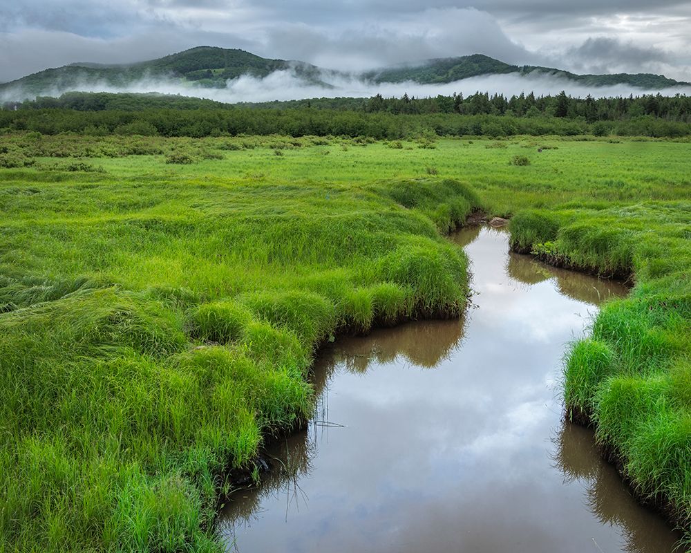 USA-West Virginia-Canaan Valley State Park Stream in grassy valley art print by Jaynes Gallery for $57.95 CAD