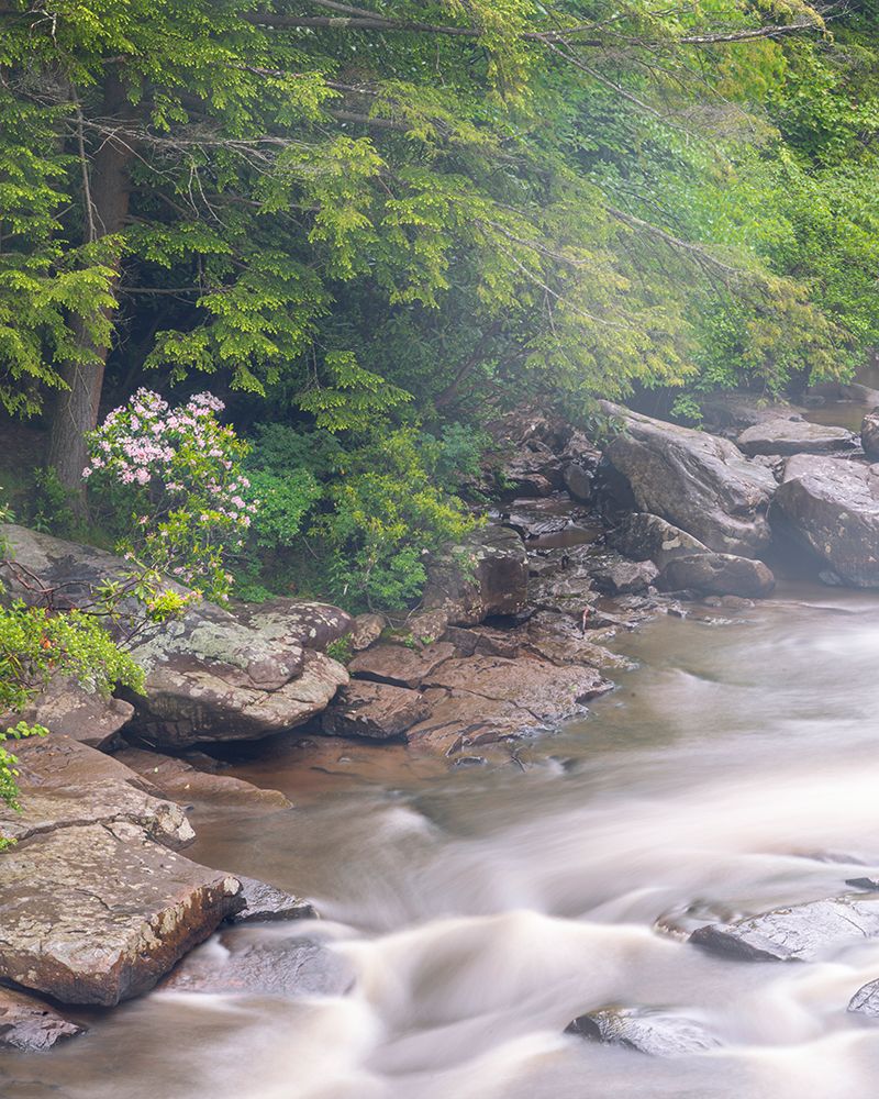 USA-West Virginia-Blackwater Falls State Park Blackwater River rapids art print by Jaynes Gallery for $57.95 CAD