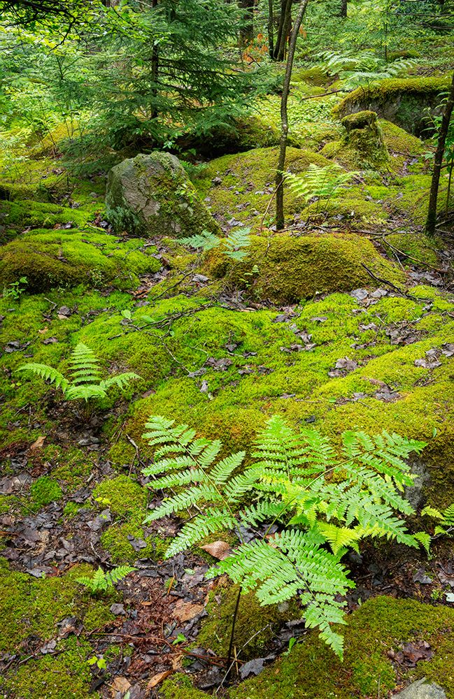 USA-West Virginia-Canaan Valley State Park Mossy rocks and ferns in forest art print by Jaynes Gallery for $57.95 CAD
