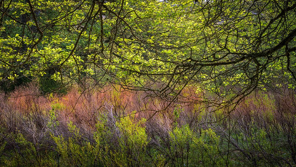 USA, West Virginia, New River Gorge National Park. Forest tree with spring foliage. art print by Jaynes Gallery for $57.95 CAD