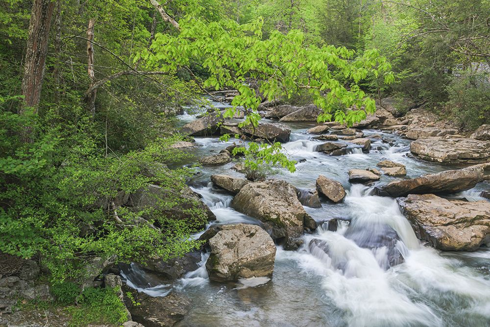 USA, West Virginia, New River Gorge National Park. Scenic with creek water cascade. art print by Jaynes Gallery for $57.95 CAD