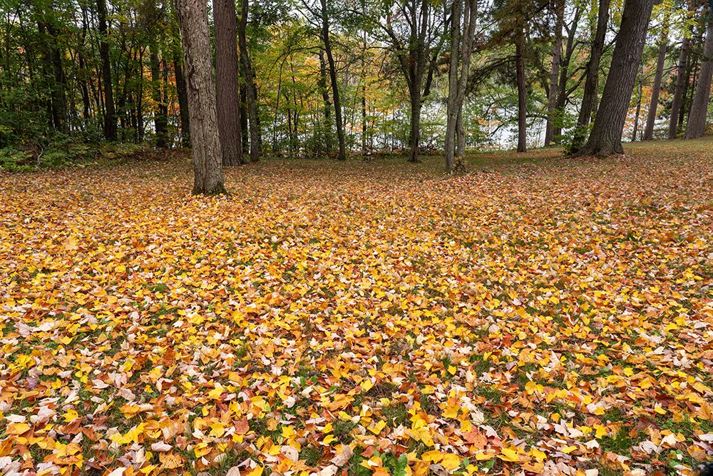 USA, Wisconsin, Chequamegon-Nicolet National Forest. Fallen maple leaves in forest. art print by Jaynes Gallery for $57.95 CAD