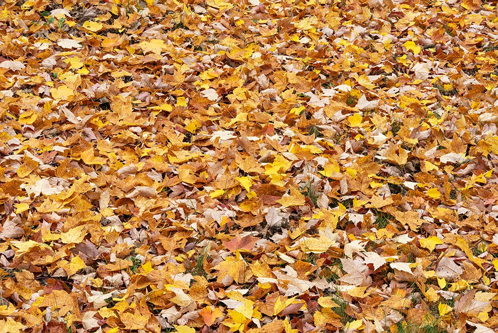 USA, Wisconsin, Chequamegon-Nicolet National Forest. Fallen maple leaves in forest. art print by Jaynes Gallery for $57.95 CAD