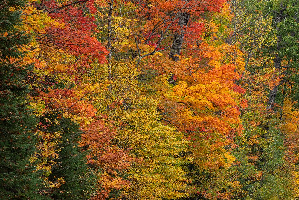 USA, Wisconsin, Chequamegon-Nicolet National Forest. Autumn-colored maple trees in forest. art print by Jaynes Gallery for $57.95 CAD