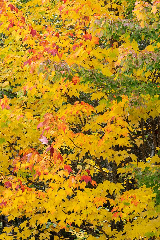 USA, Wisconsin, Chequamegon-Nicolet National Forest. Autumn-colored maple trees in forest. art print by Jaynes Gallery for $57.95 CAD