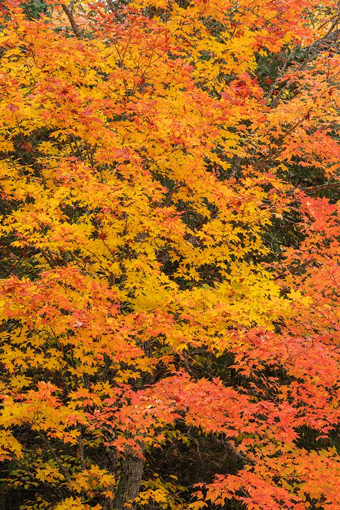 USA, Wisconsin, Chequamegon-Nicolet National Forest. Autumn-colored maple trees in forest. art print by Jaynes Gallery for $57.95 CAD