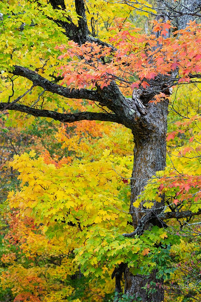 USA, Wisconsin, Chequamegon-Nicolet National Forest. Autumn-colored maple trees in forest. art print by Jaynes Gallery for $57.95 CAD