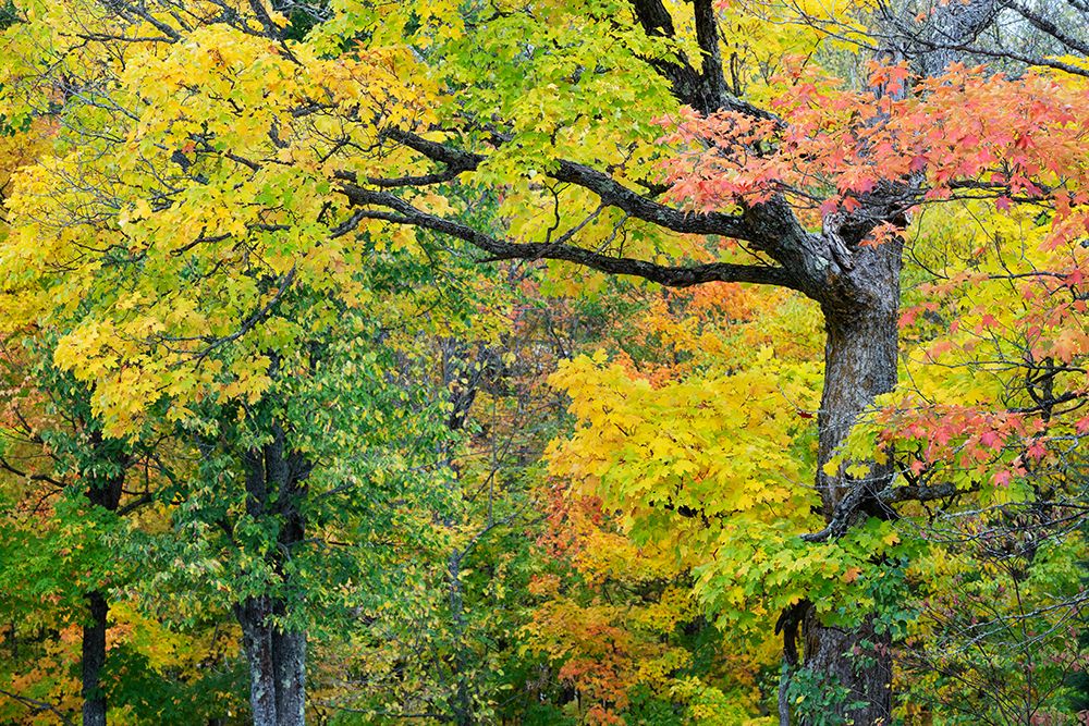 USA, Wisconsin, Chequamegon-Nicolet National Forest. Autumn-colored maple trees in forest. art print by Jaynes Gallery for $57.95 CAD