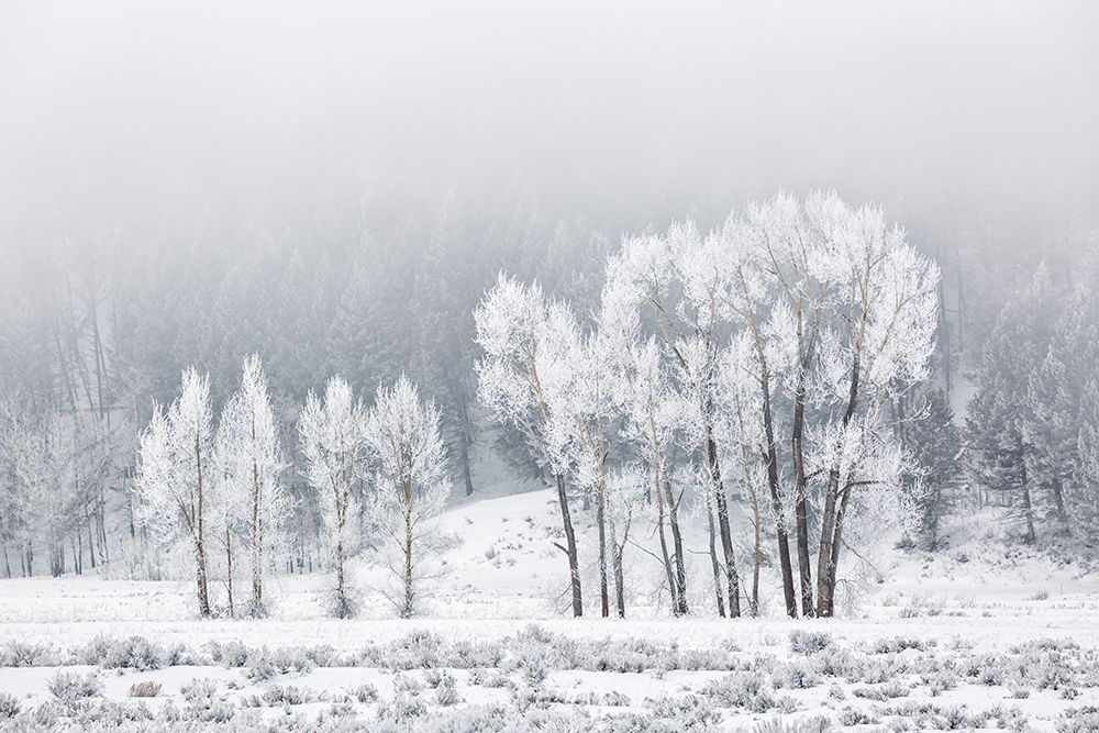 Wyoming, Jackson. Grand Teton NP, A foggy morning of frosty cottonwood trees and sagebrush art print by Ann Collins for $57.95 CAD