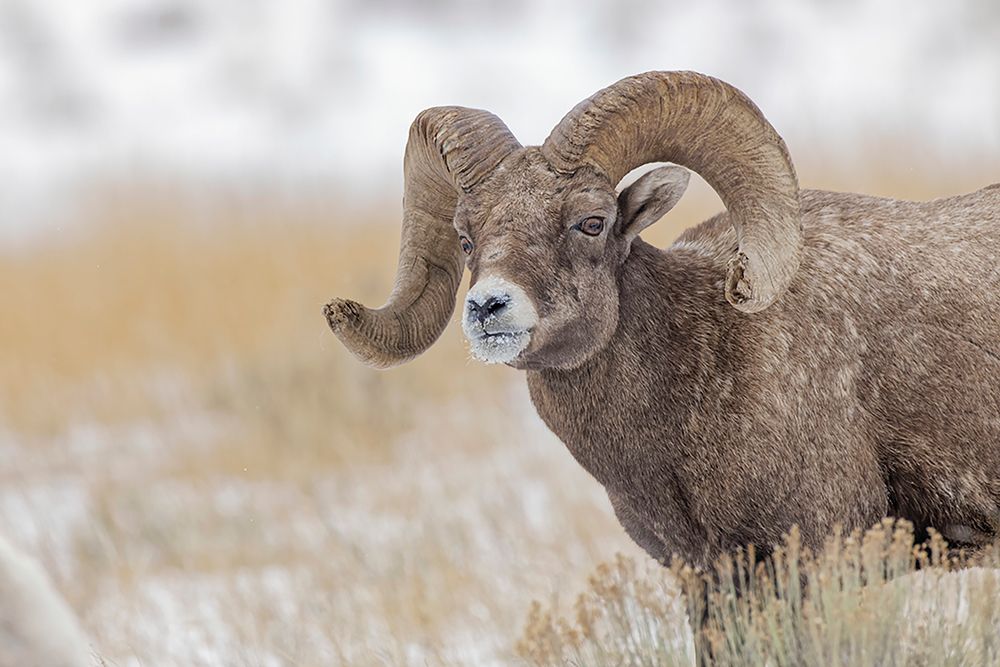 Bighorn sheep in winter Grand Teton National Park-Wyoming art print by Adam Jones for $57.95 CAD
