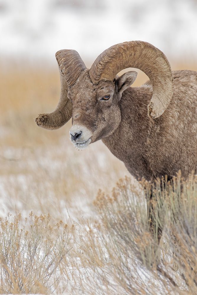 Bighorn sheep in winter Grand Teton National Park-Wyoming art print by Adam Jones for $57.95 CAD