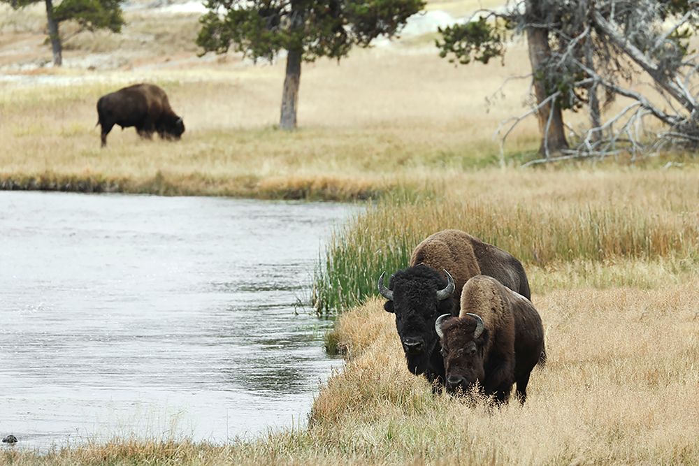 American Bison along Nez Perce River in autumn-Yellowstone National Park-Nez Perce River-Wyoming art print by Adam Jones for $57.95 CAD