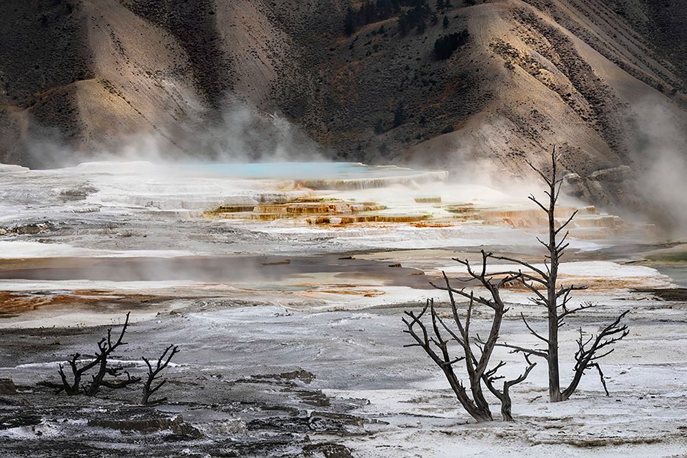 Black tree trunks and colorful hot spring terrace-Canary Spring-Mammoth Hot Springs art print by Adam Jones for $57.95 CAD