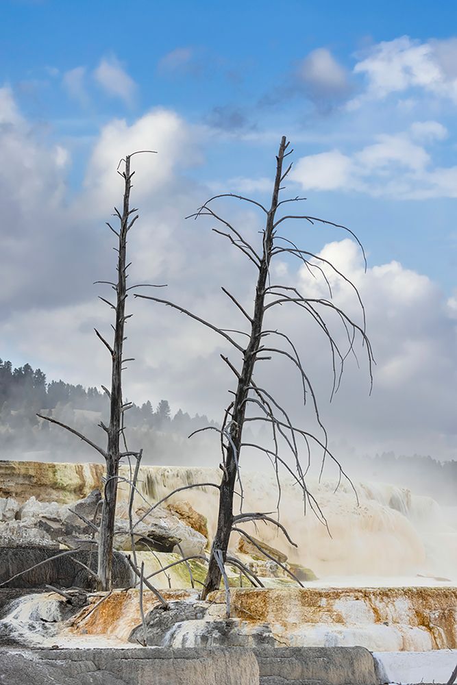 Black tree trunks and colorful terrace-Mammoth Hot Springs-Yellowstone National Park-Wyoming art print by Adam Jones for $57.95 CAD