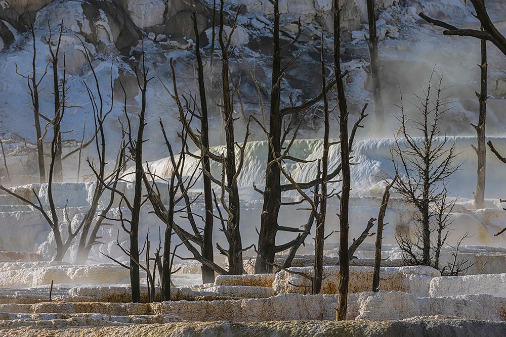 Black tree trunks and terrace-Mammoth Hot Springs-Yellowstone National Park-Wyoming art print by Adam Jones for $57.95 CAD