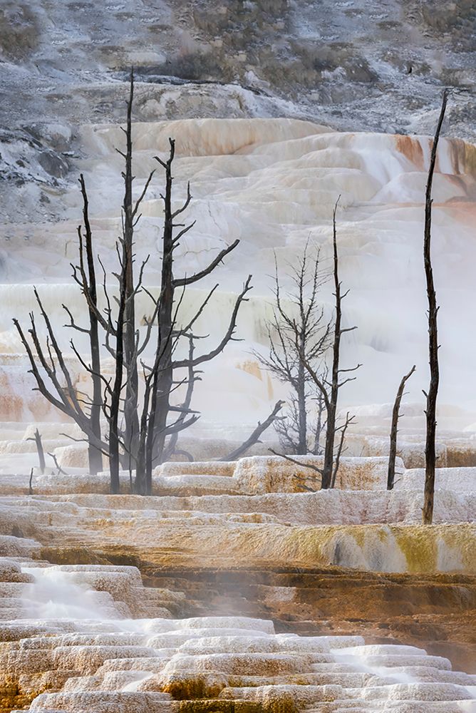 Black tree trunks and terrace-Mammoth Hot Springs-Yellowstone National Park-Wyoming art print by Adam Jones for $57.95 CAD
