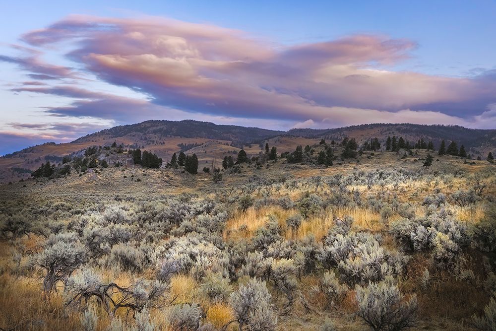 Mountain big sagebrush at sunrise-Lamar Valley-Yellowstone National Park-Wyoming art print by Adam Jones for $57.95 CAD