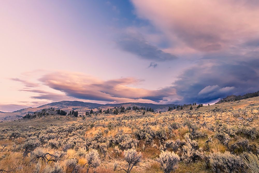 Mountain big sagebrush at sunrise-Lamar Valley-Yellowstone National Park-Wyoming art print by Adam Jones for $57.95 CAD