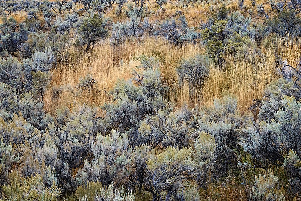Mountain big sagebrush-Yellowstone National Park-Wyoming art print by Adam Jones for $57.95 CAD