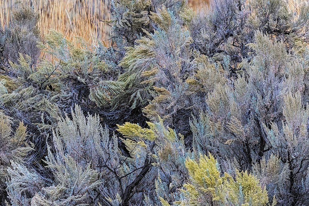 Mountain big sagebrush-Yellowstone National Park-Wyoming art print by Adam Jones for $57.95 CAD